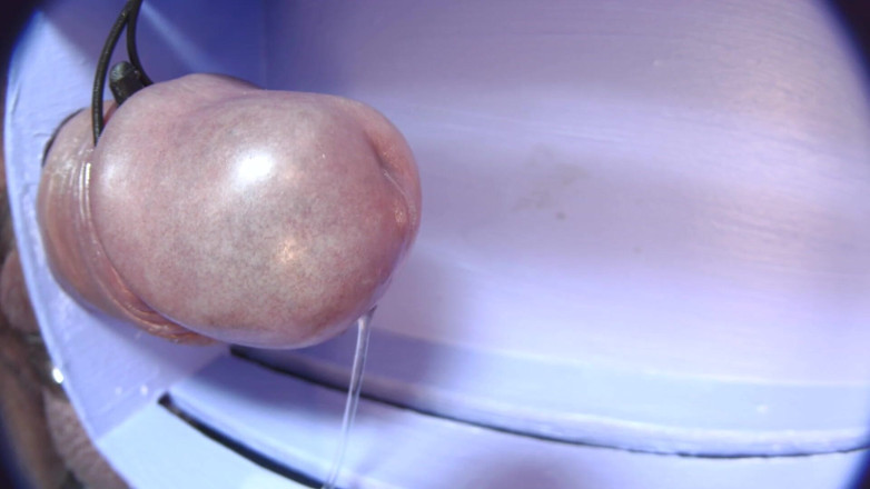 Gaylectrician: E-stim cumshot 21-11-22