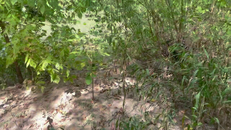 MaxArcane: Pacarku ngentot aku di hutan dan crot di dalam memekku