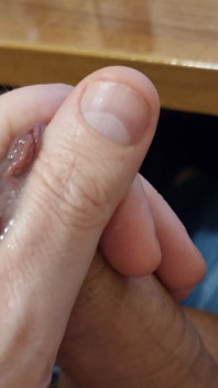 Honění rychlé sperma, velký péro sperma