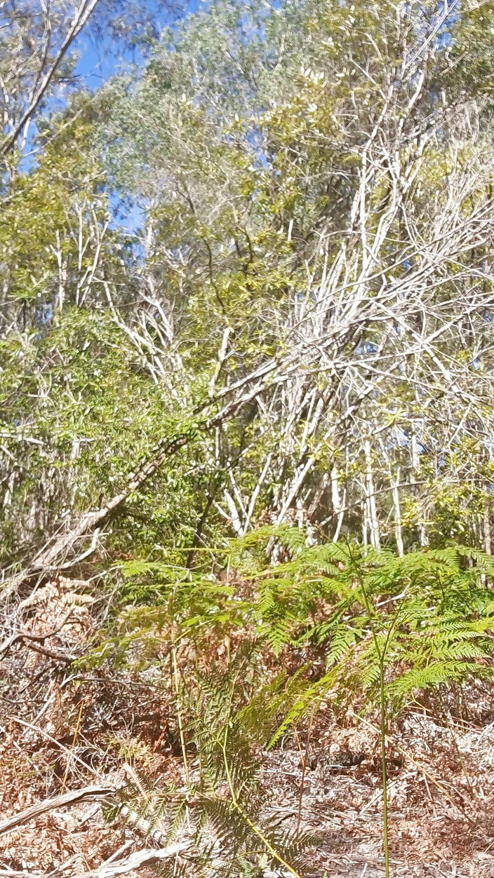 Madaussiehere: Дрочка кущами в speedos