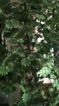 Stepson catches Stepmom naked outside