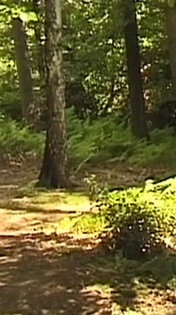 Masked Man Binds Mature MILF for Outdoor Dildo Play