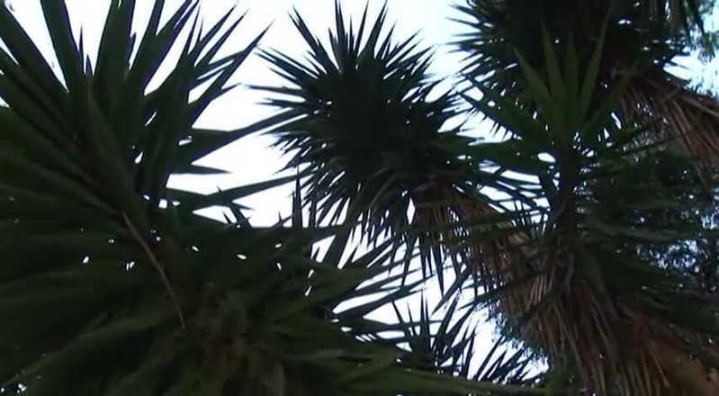 Bad Boyz: Something nasty happens between these palm trees