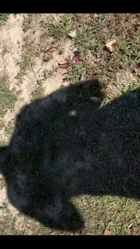 Sombra de mí golpeando mi polla afuera de nuevo