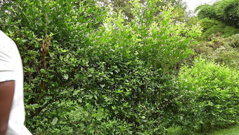 Molly Smith: Velký černý pták šuká dlužnou dívku