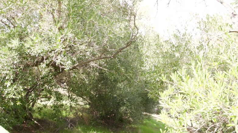 GenderX: Genderxfilms - campistas trans - Angellica Good