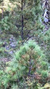 Obciąganie i piesek jebanie dla drobnej rudej na mountain hike