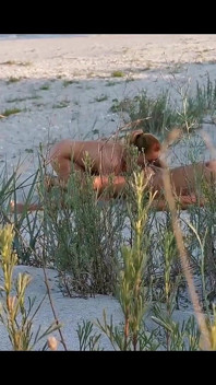 Couple Caught on Camera Having Sex on the Beach