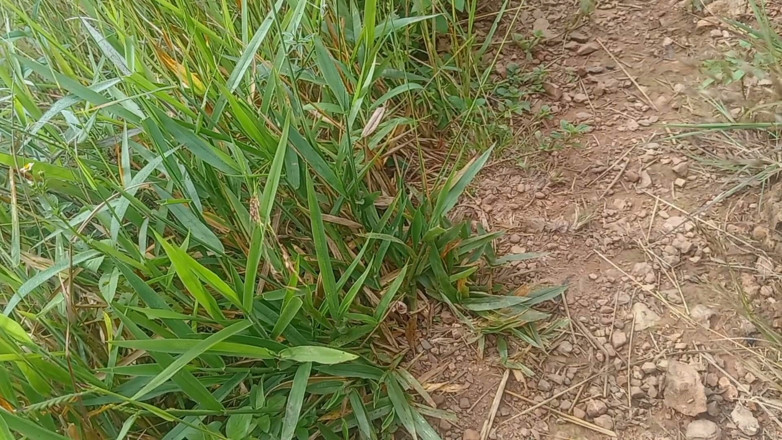 Sano lado: Nepali Open Outdoor Soltni Doggy Styal Sex Video