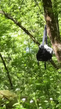 Sex in the Woods, Two Dicks. Part 1. Original 4K Version