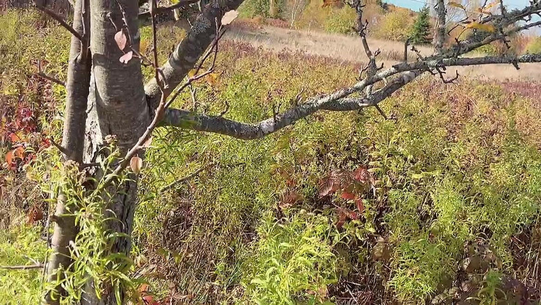 sweethanajapanese: パーフェクトボディ タイニー・プチット・ハナ