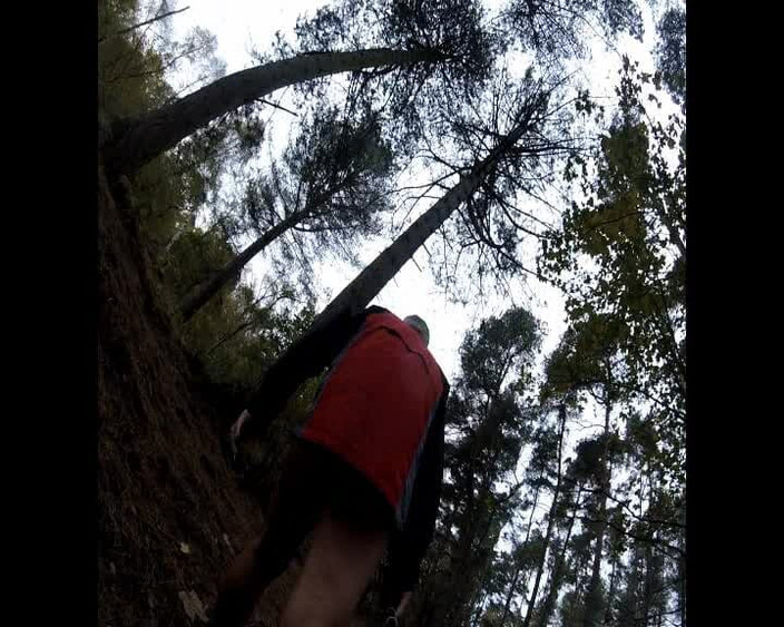 Andy: Wald