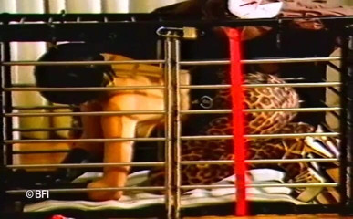House of lords and mistresses in the spanking zone: スレーブを飼いならす 音声なし