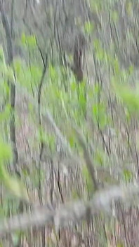 Mă piș și îl fut pe iubitul meu în gura din pădure ca soția mea să nu ne prindă