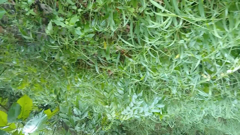Sano lado: Nepali Open Outdoor Soltni Doggy Styal Sex Video