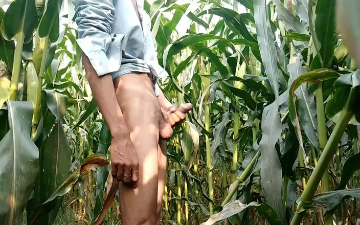 Desimast7: Indian Big Cock Showing in Maize Field
