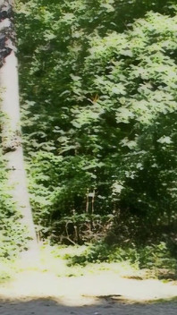 Seks dengan orang asing di dalam hutan