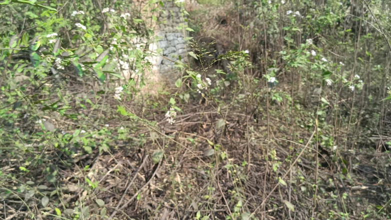 Pushpa studio: Pary z college'u bawią się na świeżym powietrzu