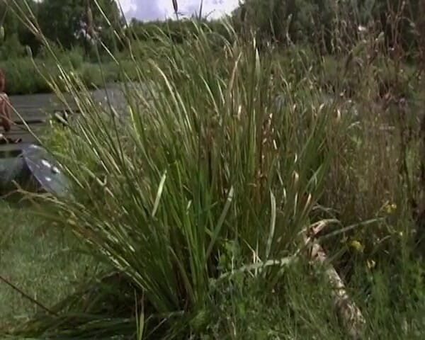 Amateur Pornos XXX: Vintage Jenna Red saje a jezdí na tvrdých ptácích