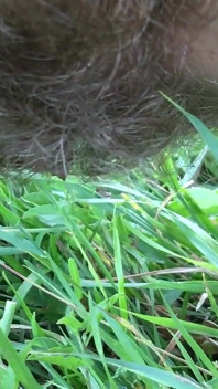 Hairy Pee Outdoor