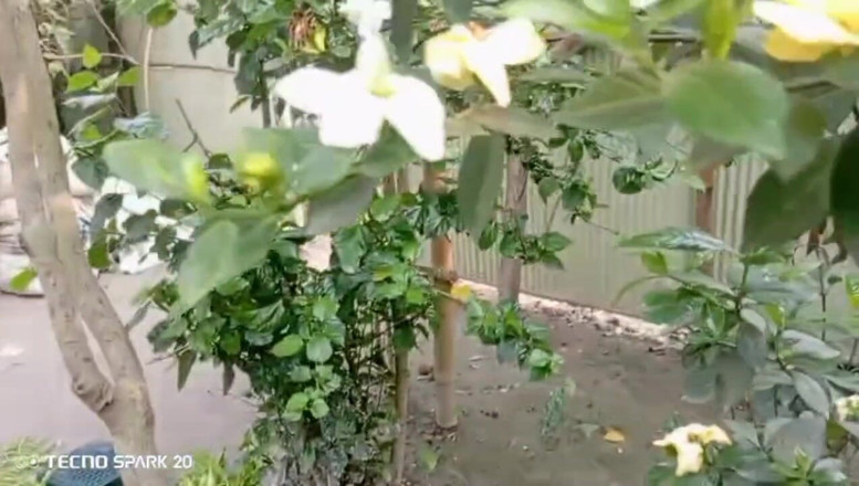 Real Time Enjoy: Relazione segreta con la Mia sorellastra nel cortile di casa