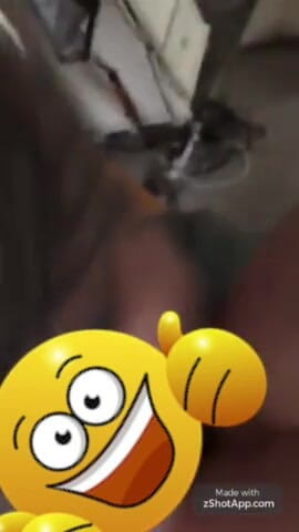 MzKiTTy91: Masivní péro buší pawg manželkou