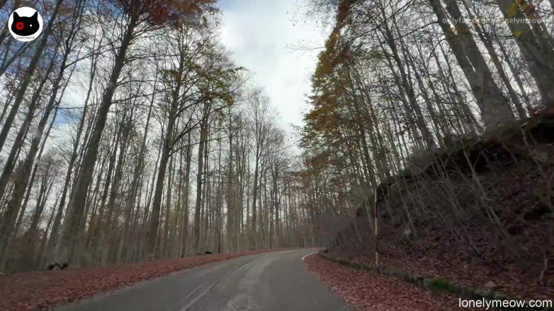 Lonelymeow: The Mountain Walk and Fuck