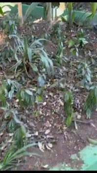 Sono andato nel bosco con il ragazzo sexy, questa passeggiata nel bosco era deliziosa