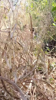 Ho Scopato La Mia Vecchia Ragazza Nella Foresta