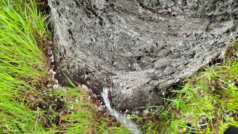 Bayer911: Torta no Oak