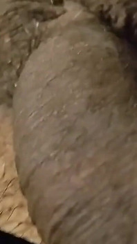 Романтическое горячее видео сосание члена в домашнем видео