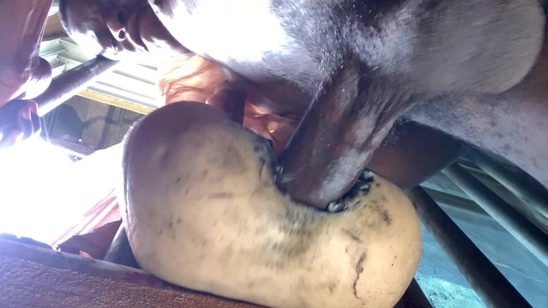 Bangcum8: Amatorski duży tyłek jest zbyt ciasny sprawiają, że spust szybko się...