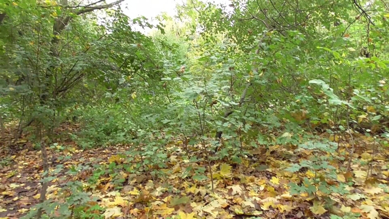 Femdom Austria: Séance de crachats dans la forêt