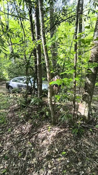 A fost prinsă frecându-se de pizdă în pădure ejaculând pe capota ei