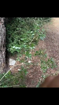 Amerikaanse toerist neuken in Punta Kriz Kroatië