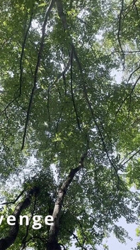 Ngentot fisting hutan