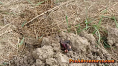 Pee Adventures: Elle pisse sur les muscles d’une fourmi, volume énorme et change...