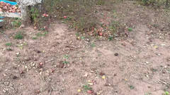 sweethanajapanese: Wasser auf den Apfelgarten ablassen