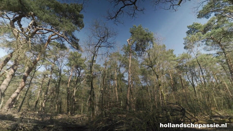 Hollandsche Passie: The Ultimate Fan - Hollandschepassie