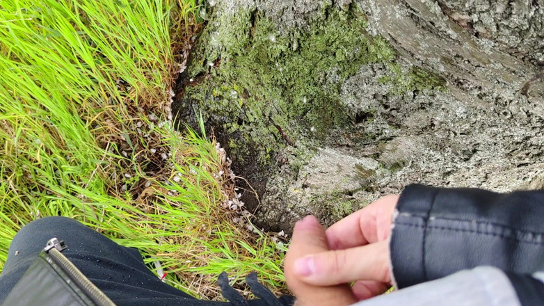 Bayer911: Koláč od dubu