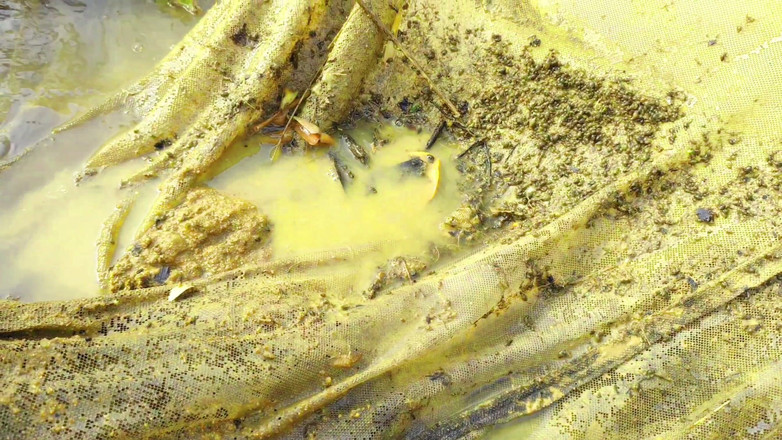 Ankush raj: Üvey kız kardeşini tarlada yürüme bahanesiyle sikiyorum