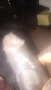 This How BBC Squirts Cum Flow