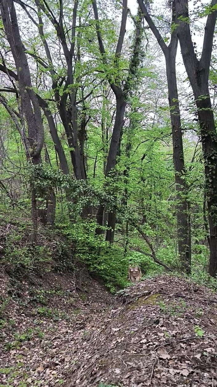 FenekManul: jangal men chhoti nagn sair