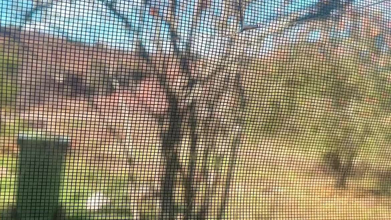 sweethanajapanese: 女大学生hana chan撒尿，她做家务然后去撒尿