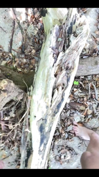 Masturbating in the Forest