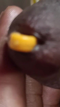 Small Penis Hole Plastic Rod Inside