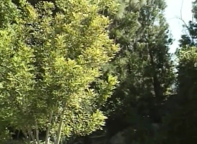 Teens Get it Hard: Adorable teen gets cum in mouth during hardcore outdoor sex