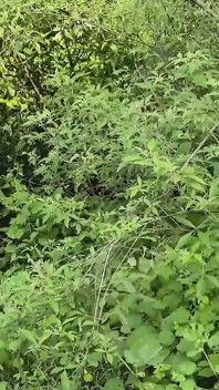 Daughter-in-law and Father-in-law Outdoor Highway Roadside Forest Sex, Return From Mother Home