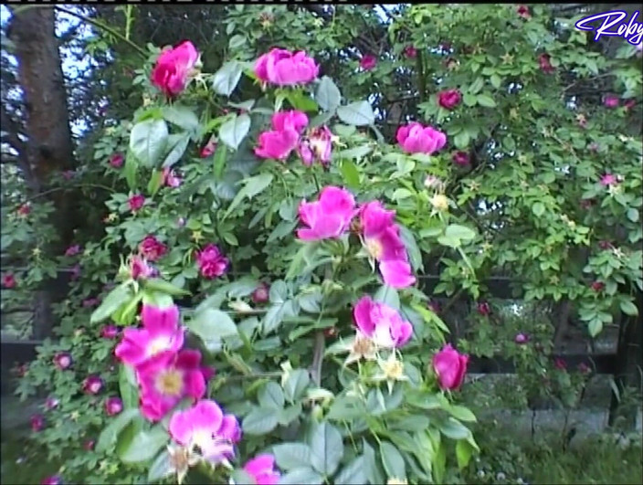 Topax Film Production: Perempuan jalang berusia 20 tahun dikongkek pantatnya oleh seorang lelaki tua...