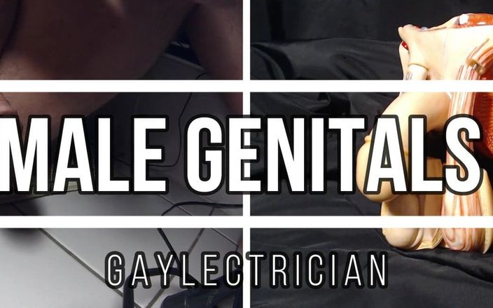 Gaylectrician: Male sexual resonse 221216